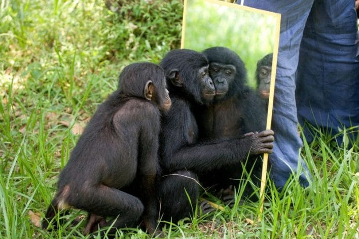 Primates: Pioneros en el Reconocimiento